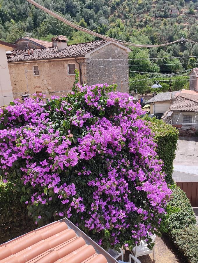 La Bouganville E Il Gelsomino Pietrasanta Luaran gambar