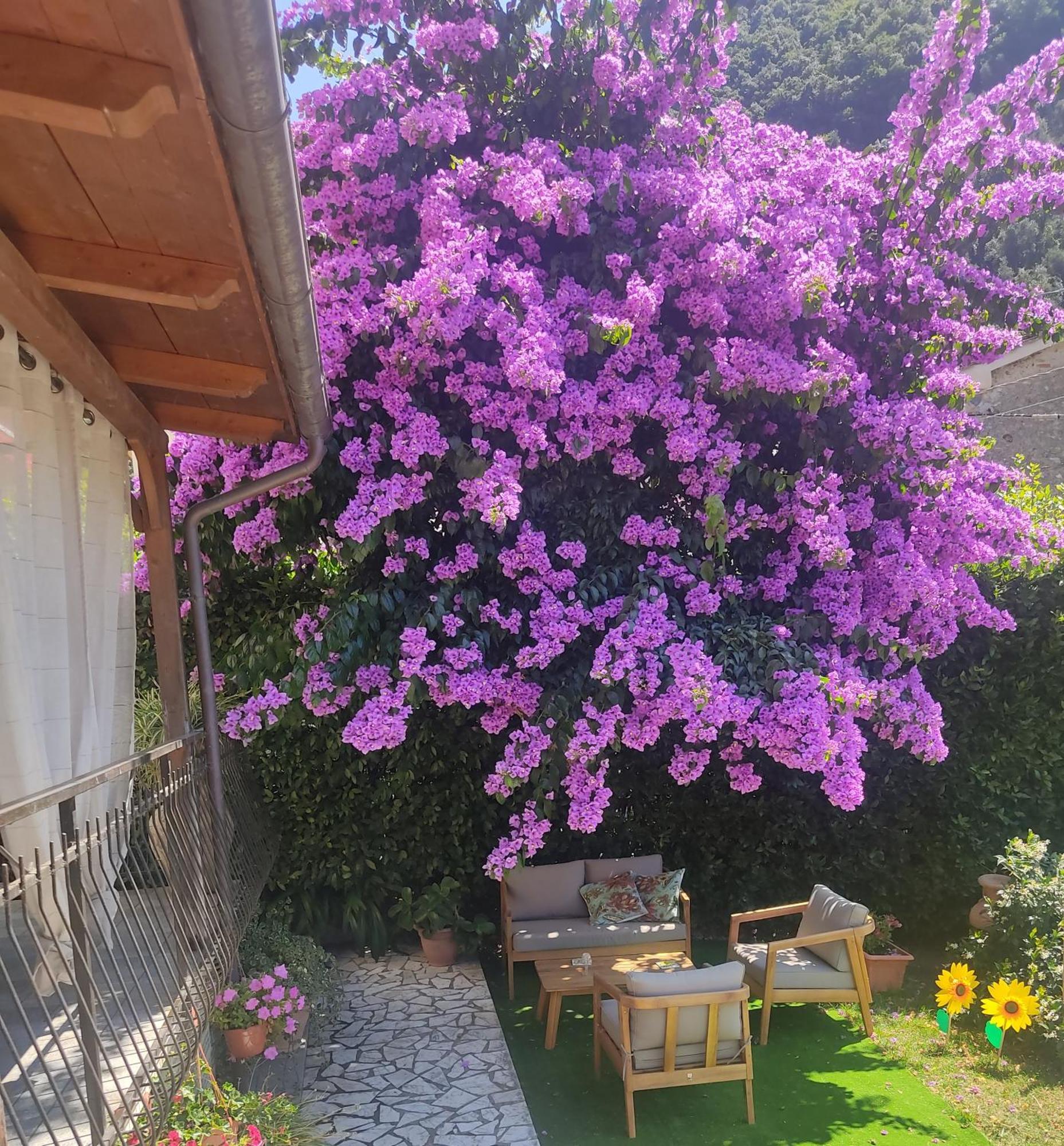 La Bouganville E Il Gelsomino Pietrasanta Luaran gambar